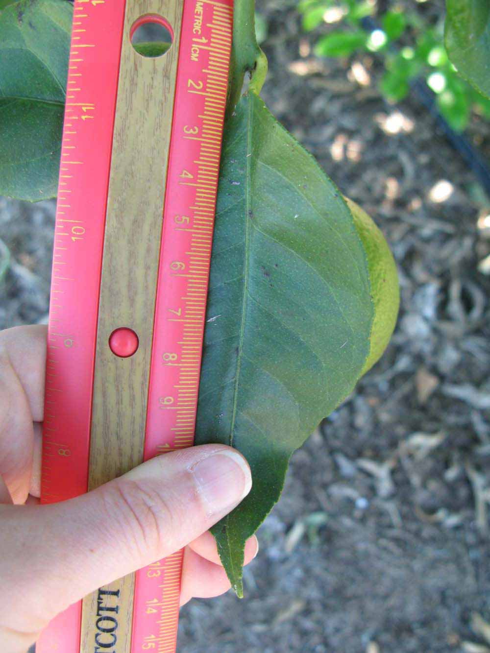              Unifoliolate leaf (Winter Haven, FL)       